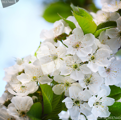 Image of cherry twig in bloom