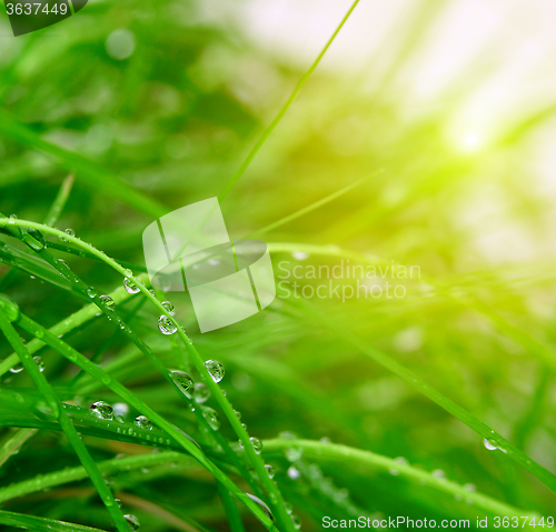 Image of soft green grass background