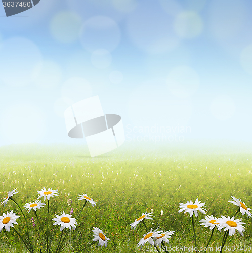 Image of summer landscape with camomile flowers