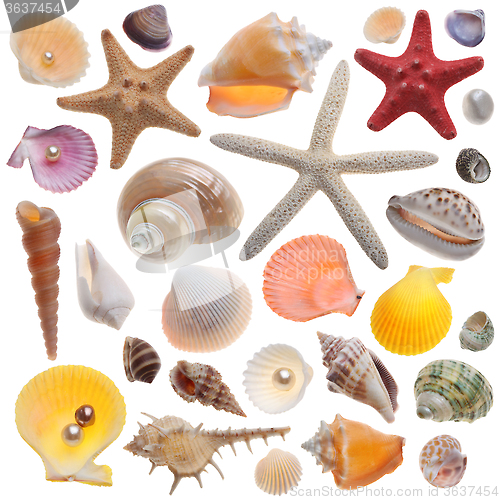 Image of Seashell collection isolated on the white