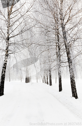Image of winter trees .  photographed 