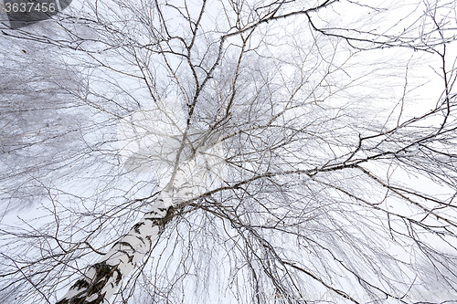 Image of winter trees .  photographed 