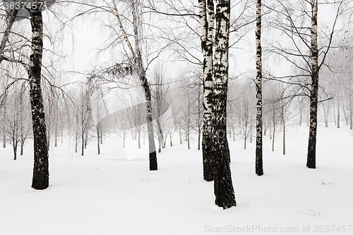 Image of winter trees .  photographed 