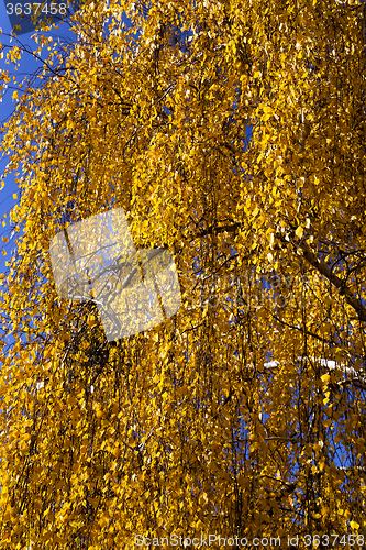 Image of trees in the fall  