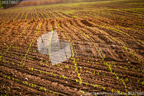 Image of corn plants . Close-up.