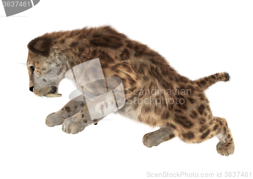 Image of Big Cat Sabertooth