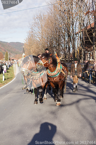 Image of Schliersee, Germany, Bavaria 08.11.2015: Draft Horses in Schliersee in Leonhardifahrt