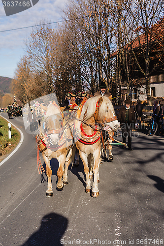 Image of Schliersee, Germany, Bavaria 08.11.2015: Draft Horses in Schliersee in Leonhardifahrt
