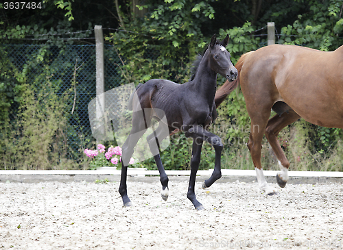 Image of Foal raises forequarters