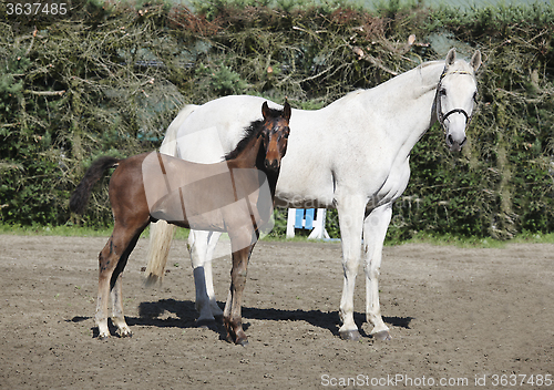 Image of brown foal with mare