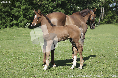 Image of Foal standing behind mare