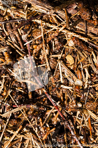 Image of ant hill . close up  