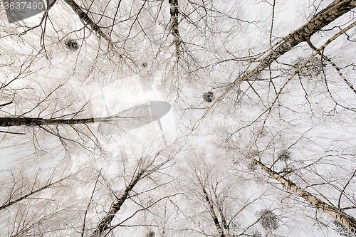 Image of winter trees . photographed  