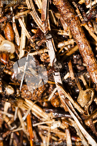 Image of ant hill . close up  