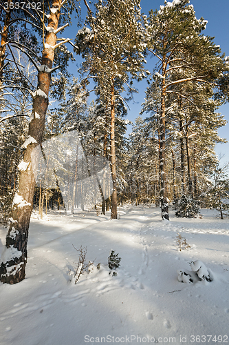 Image of winter trees . photographed  