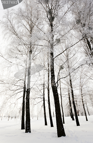 Image of winter trees . photographed  