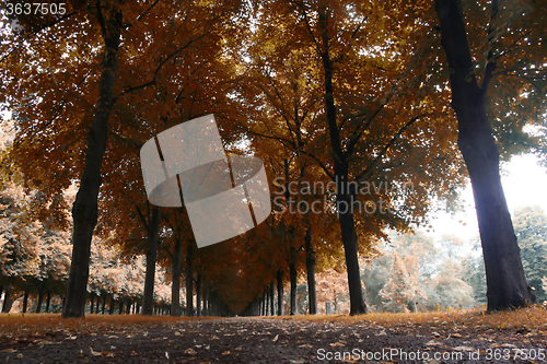 Image of Autumn landscape, Herrenhauser Allee in Hannover, Germany