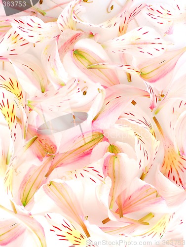 Image of Flower petal background