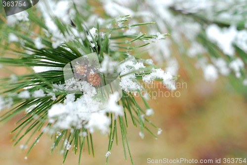 Image of Snowy pine branch