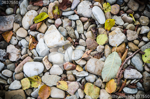 Image of Sea stones and fallen leaves in autumn, close-up