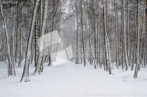 Image of Snow covered tree trunks. Winter alley  