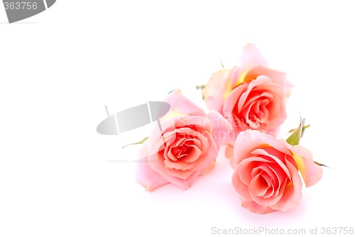 Image of Pink roses