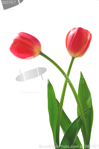 Image of Two pink tulips