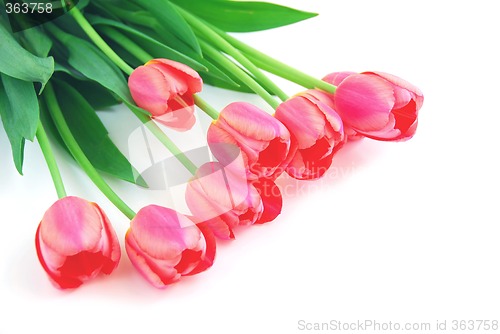 Image of Pink tulips on white