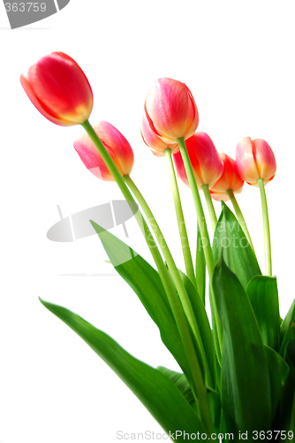 Image of Pink tulips