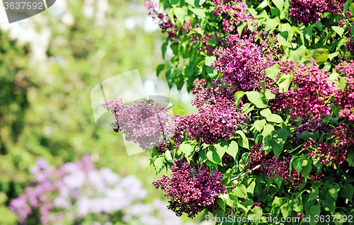 Image of Beautiful lilac flowers  