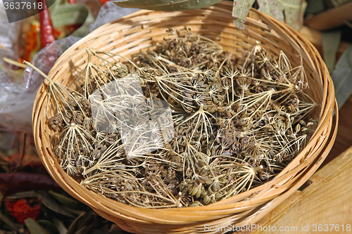 Image of Wild Oregano