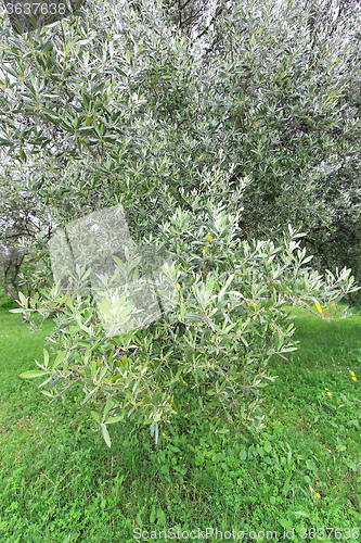 Image of Olive Tree