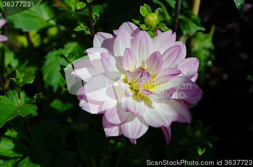 Image of Dahlia oriental dream