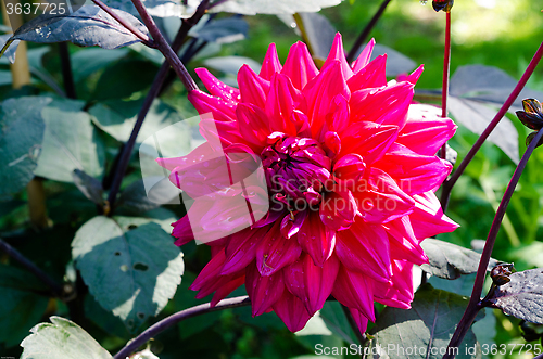 Image of red flower in the family dahlia