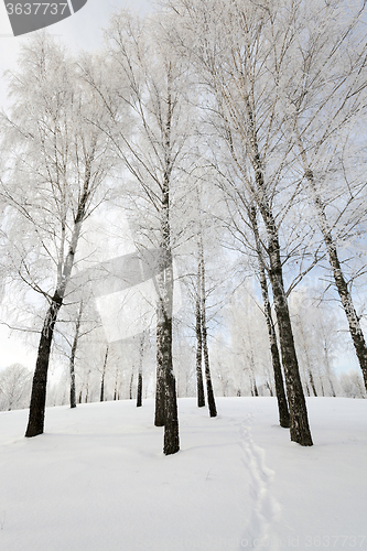 Image of winter trees . photographed  