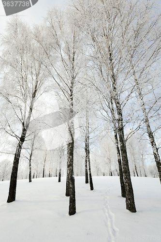 Image of winter trees . photographed  