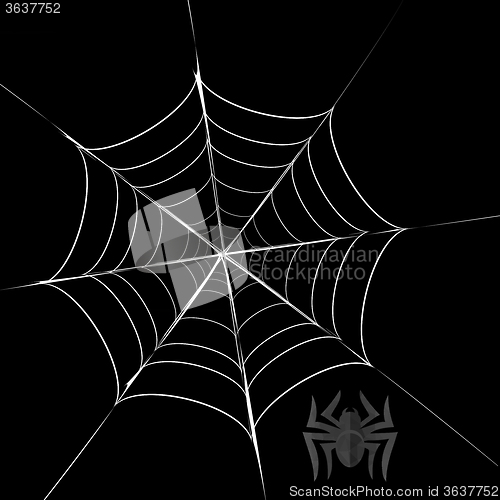 Image of Polygonal Grey Spider and Her  Cobweb