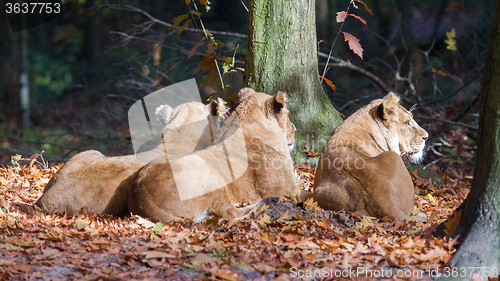 Image of Three Lionesses enjoying the sun