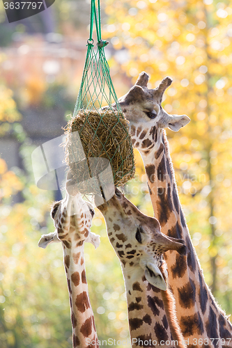Image of Three giraffes eating hay 