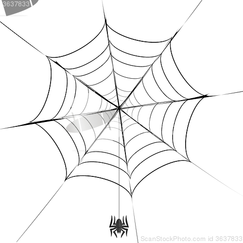 Image of Polygonal Grey Spider and Her  Cobweb