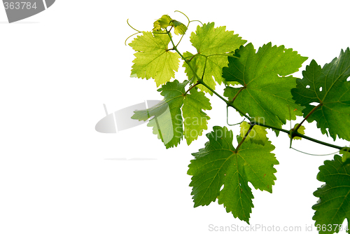 Image of Grape vine