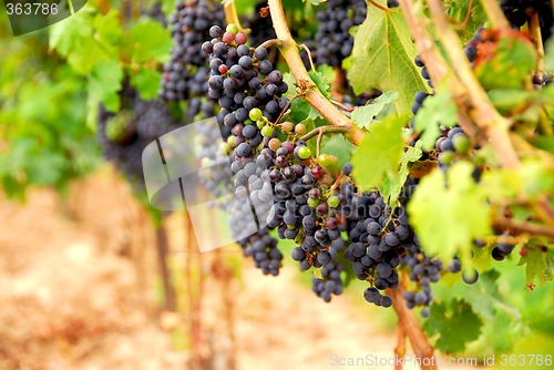 Image of Red grapes