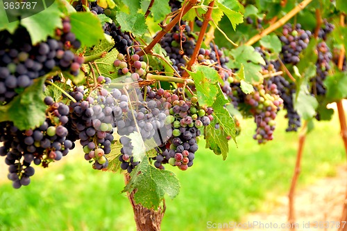 Image of Red grapes