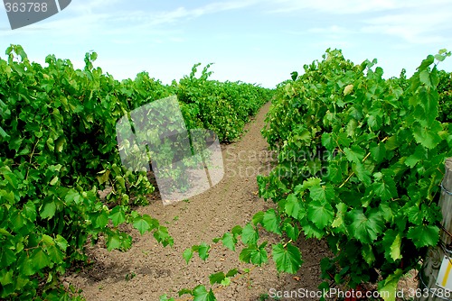 Image of Vineyard