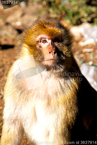 Image of old monkey in africa morocco background 