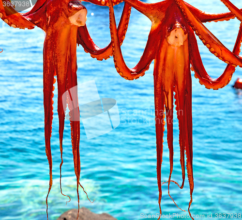 Image of octopus   drying  in the sun europe greece santorini and light