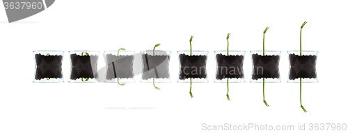 Image of Smal plants isolated against white