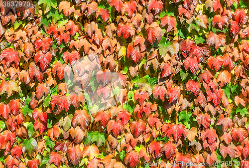 Image of Wall of autumn leaves of wild grapes