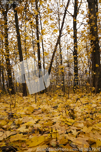 Image of the autumn wood 