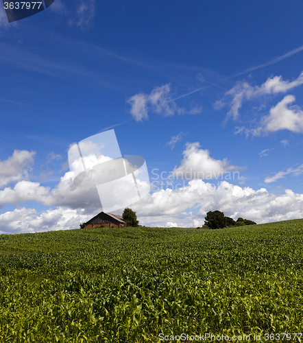 Image of  young corn plants  
